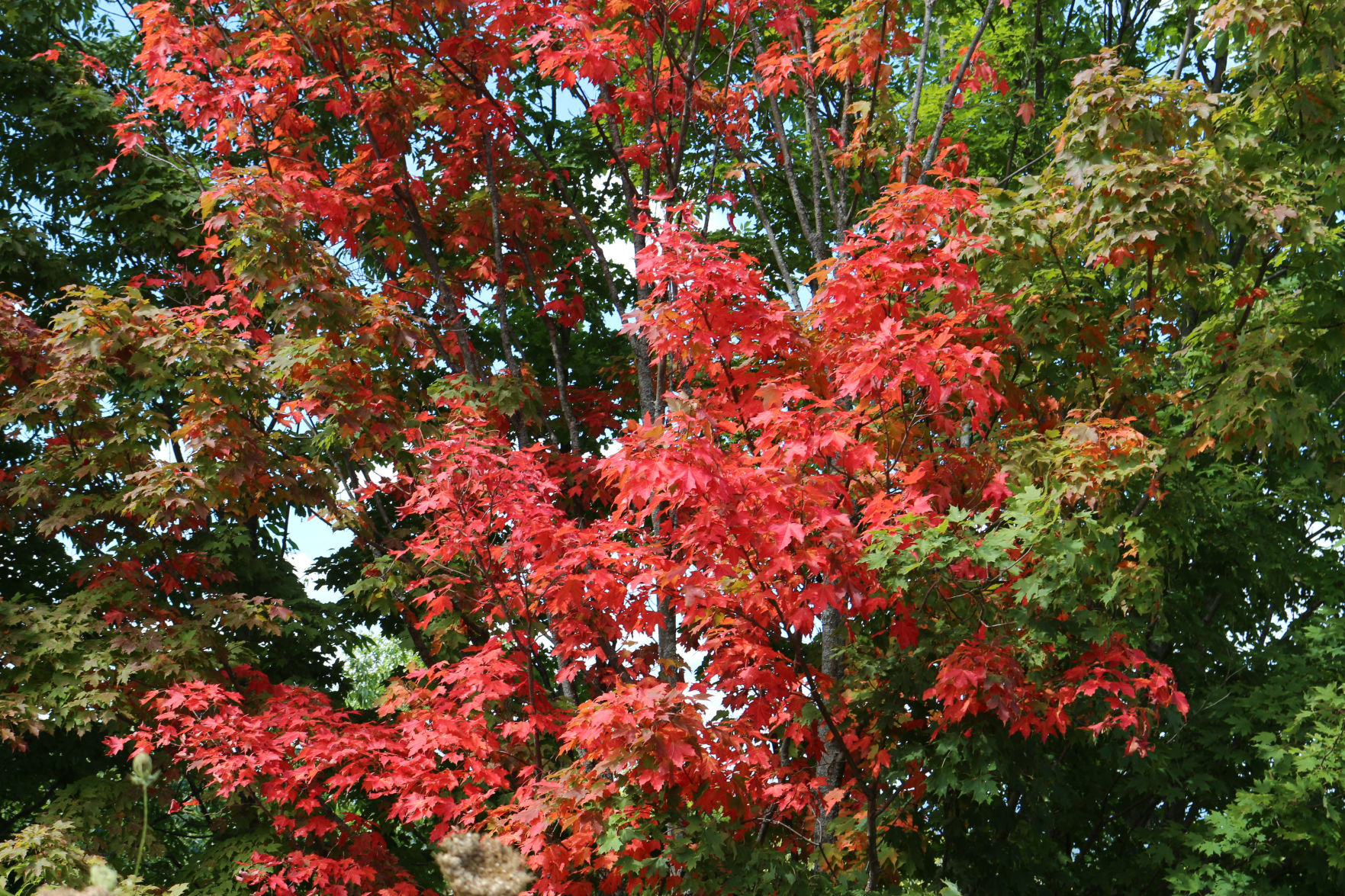 Fall colors starting to appear on the Olean-area landscape
